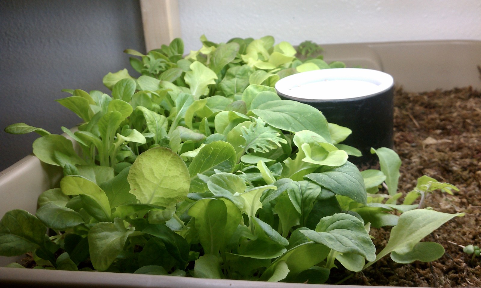 The bed a week later with the greens grown together into a continuous canopy.