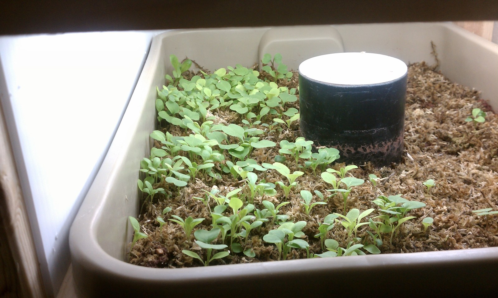 The same tub filled with medium and planted out with small seedlings in rows.