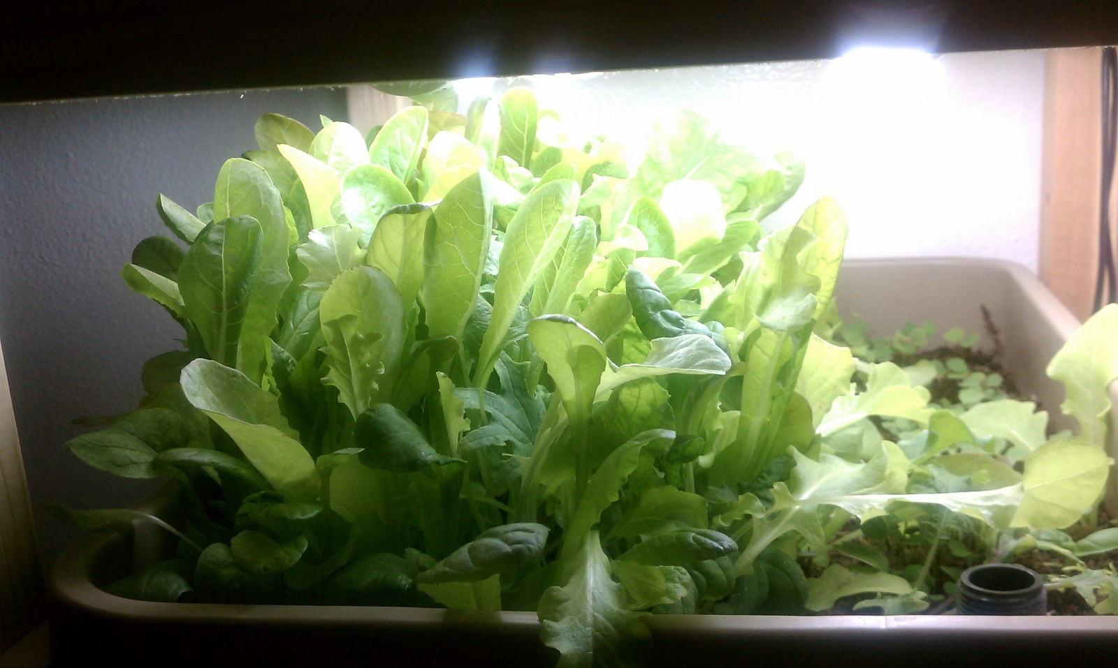 Two beds on a timber rack packed edge to edge with pale green leaves under a strip light.