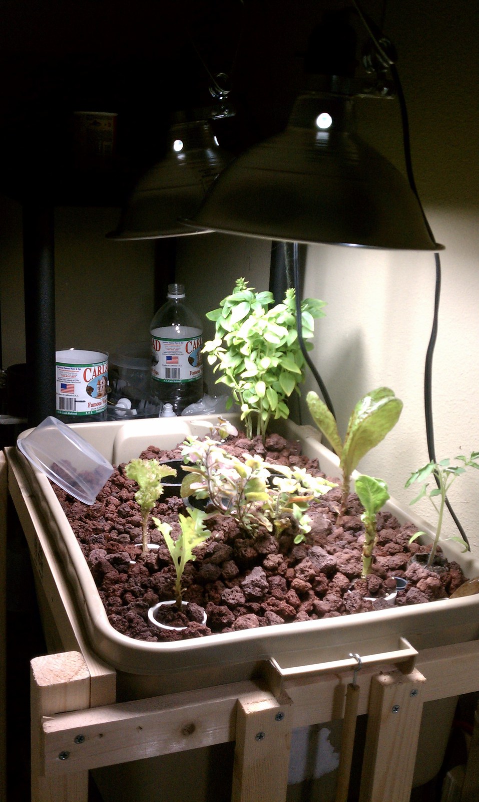 A tray of seedlings started in lava rock under two clamp lamps on a timber stand.