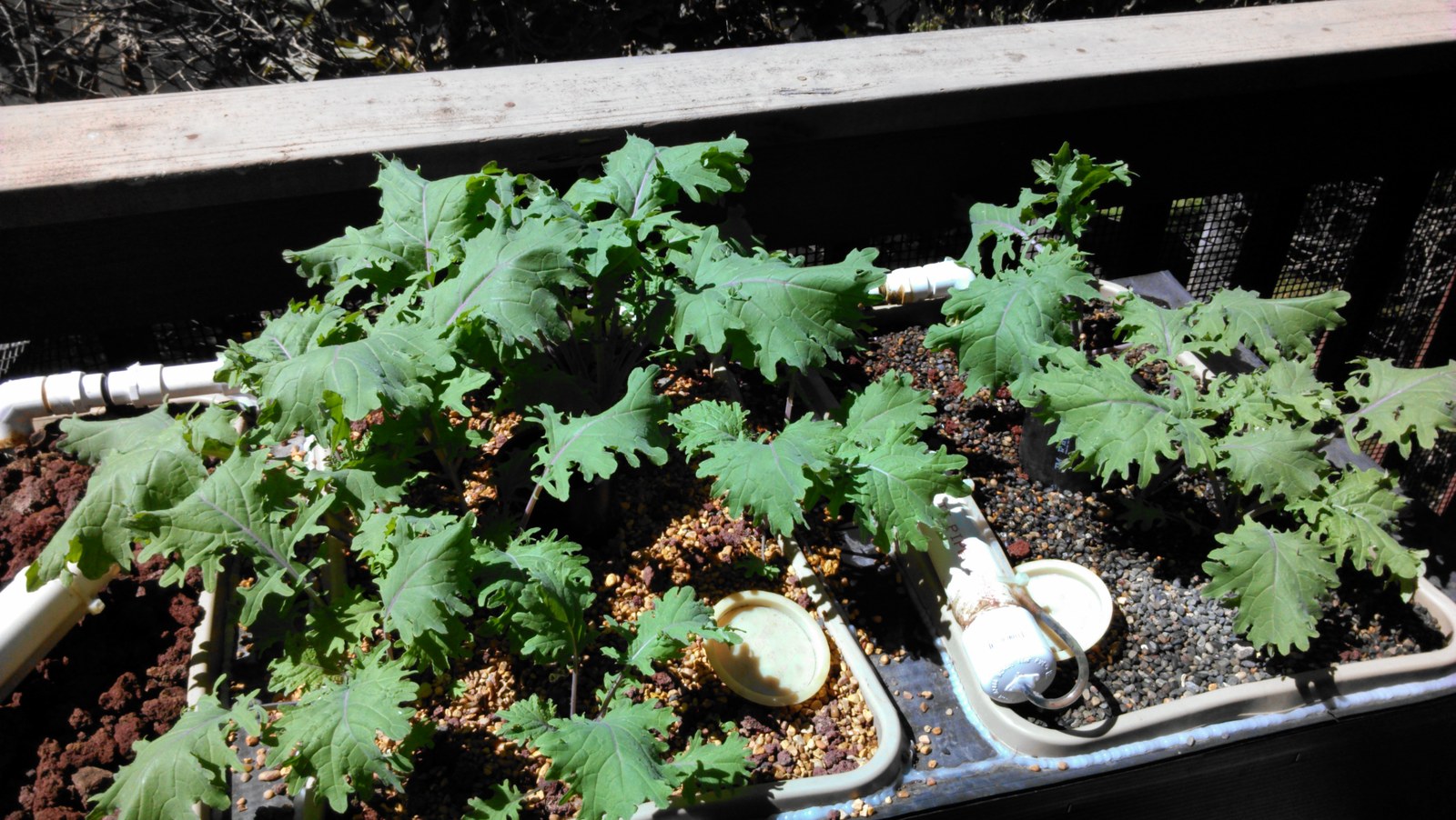 Looking along the run of deck beds, greens spread across red lava rock with the white feed pipe running between them.