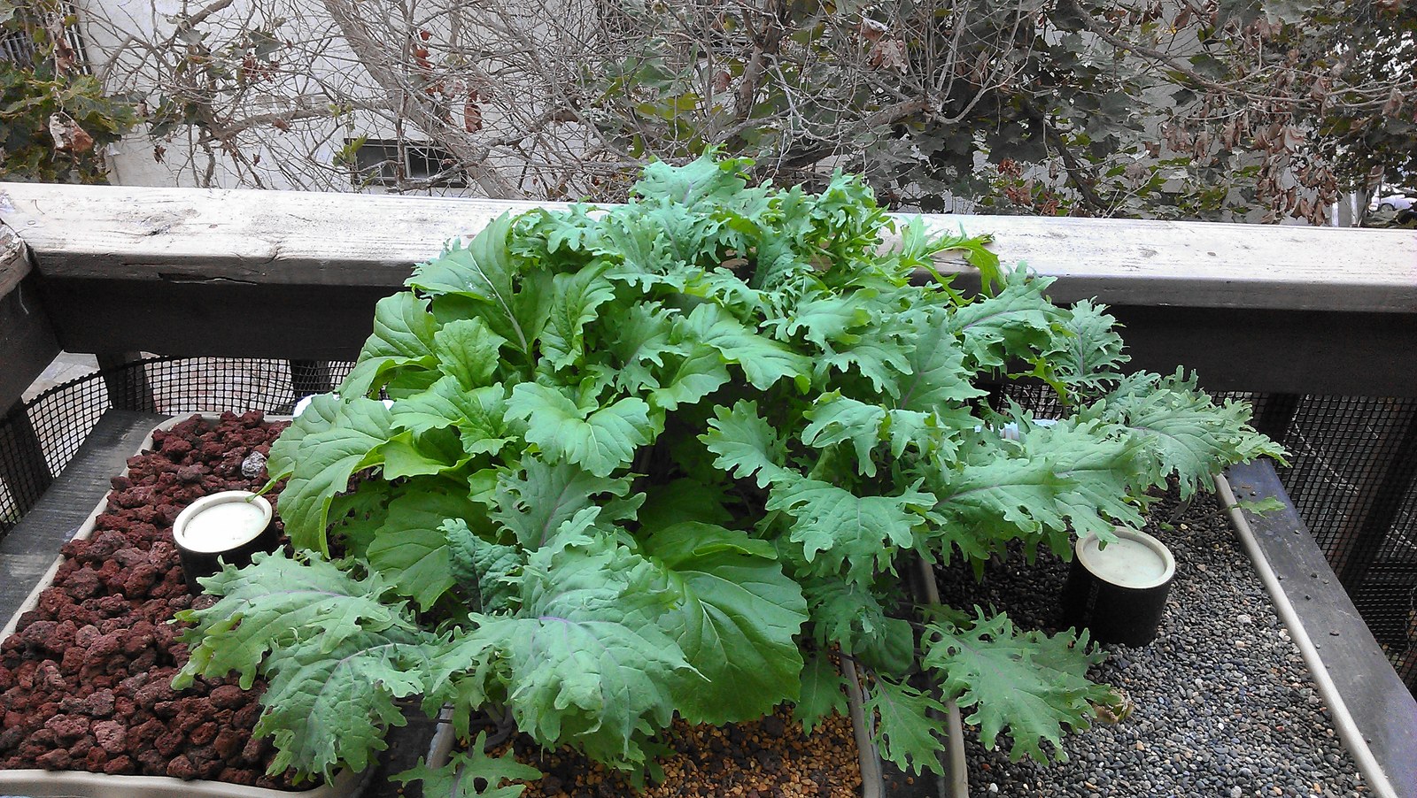 Three shallow growing beds along a deck railing, one mounded over with kale, lava rock visible in the trays.