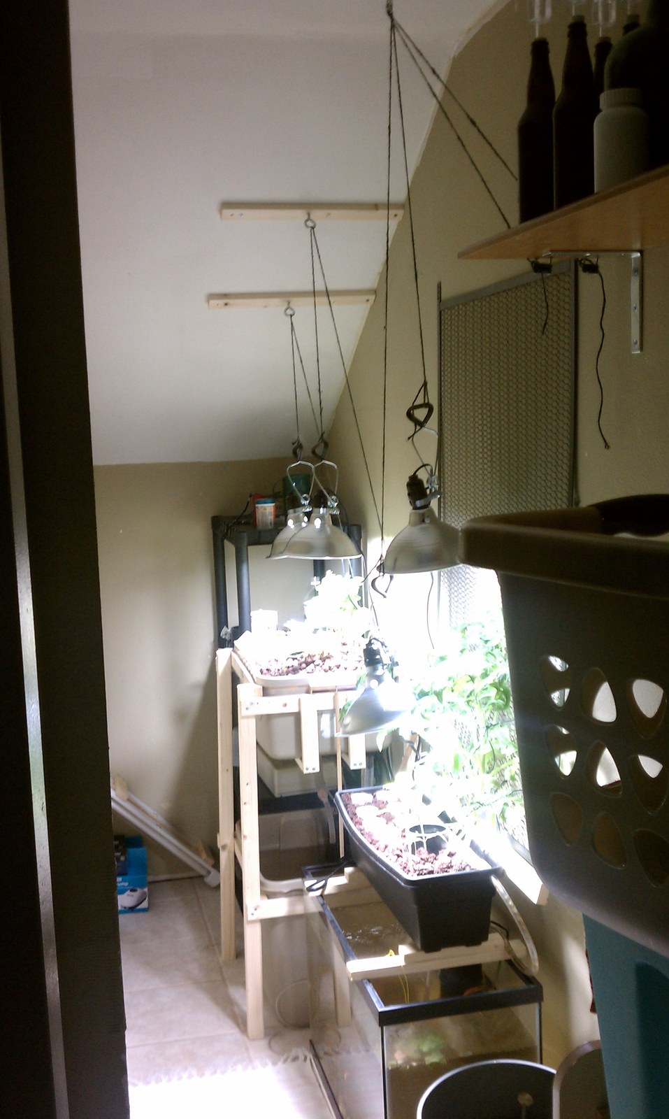 The storage room under the stairs with the growing rig at the far end and shelving along the wall.