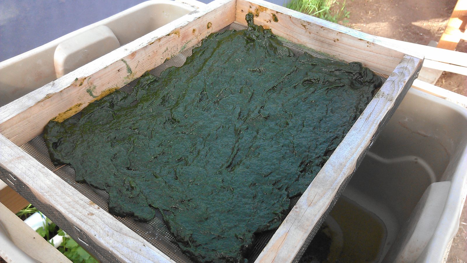 A shallow timber-framed tray holding a wet green mat of cultured algae.