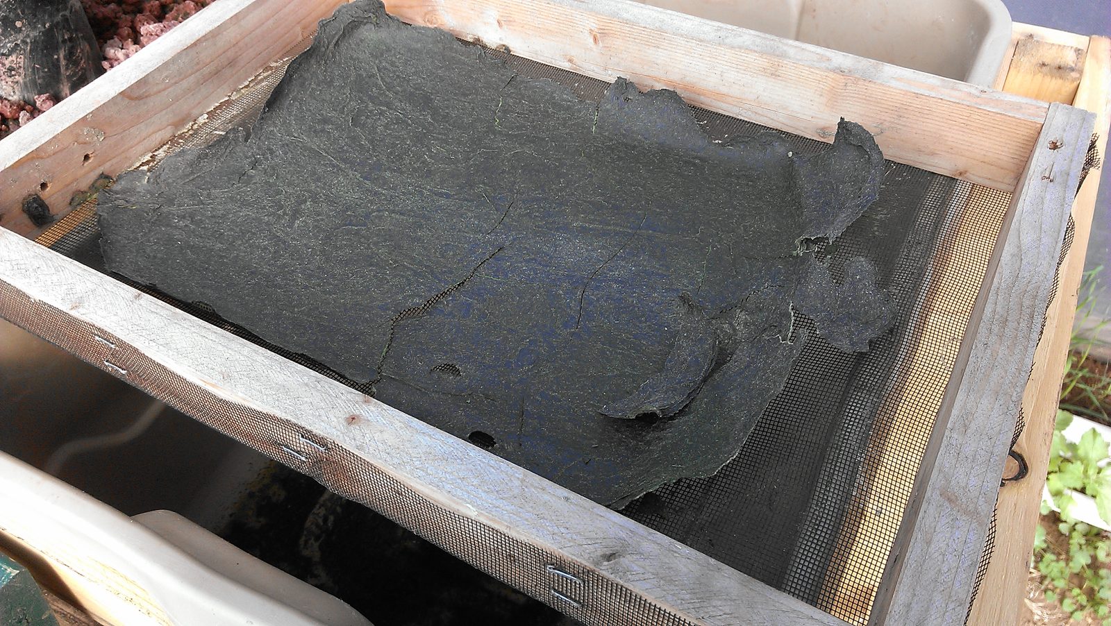 The same tray with the algae dried down to a dark grey sheet.