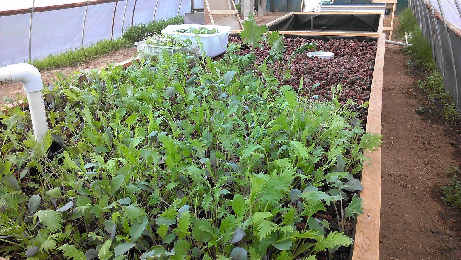Rows of planted grow beds running the length of the hoop house.