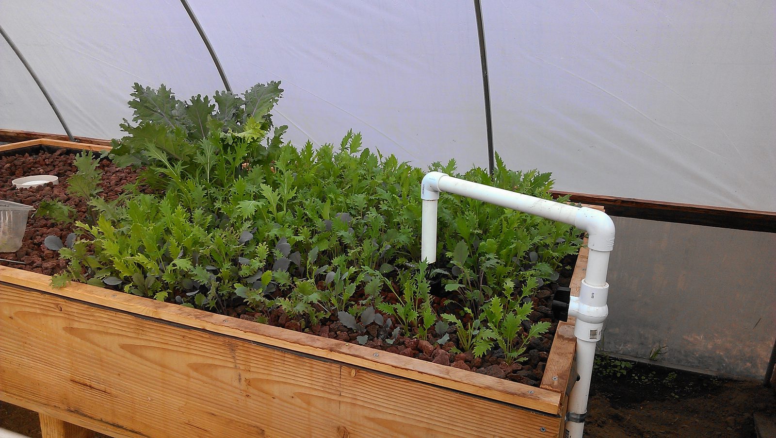 A grow bed inside the hoop house packed with mature salad greens.