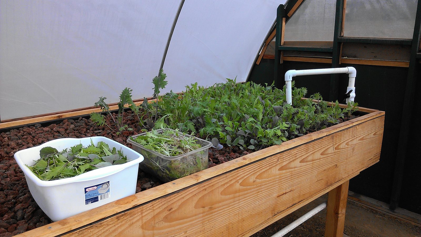 A white tub of just-cut greens sitting on the edge of a grow bed.