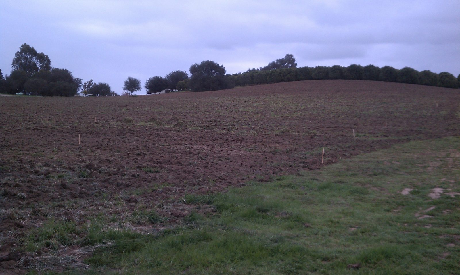 The same field looking toward a low hillside, grass along the near edge.