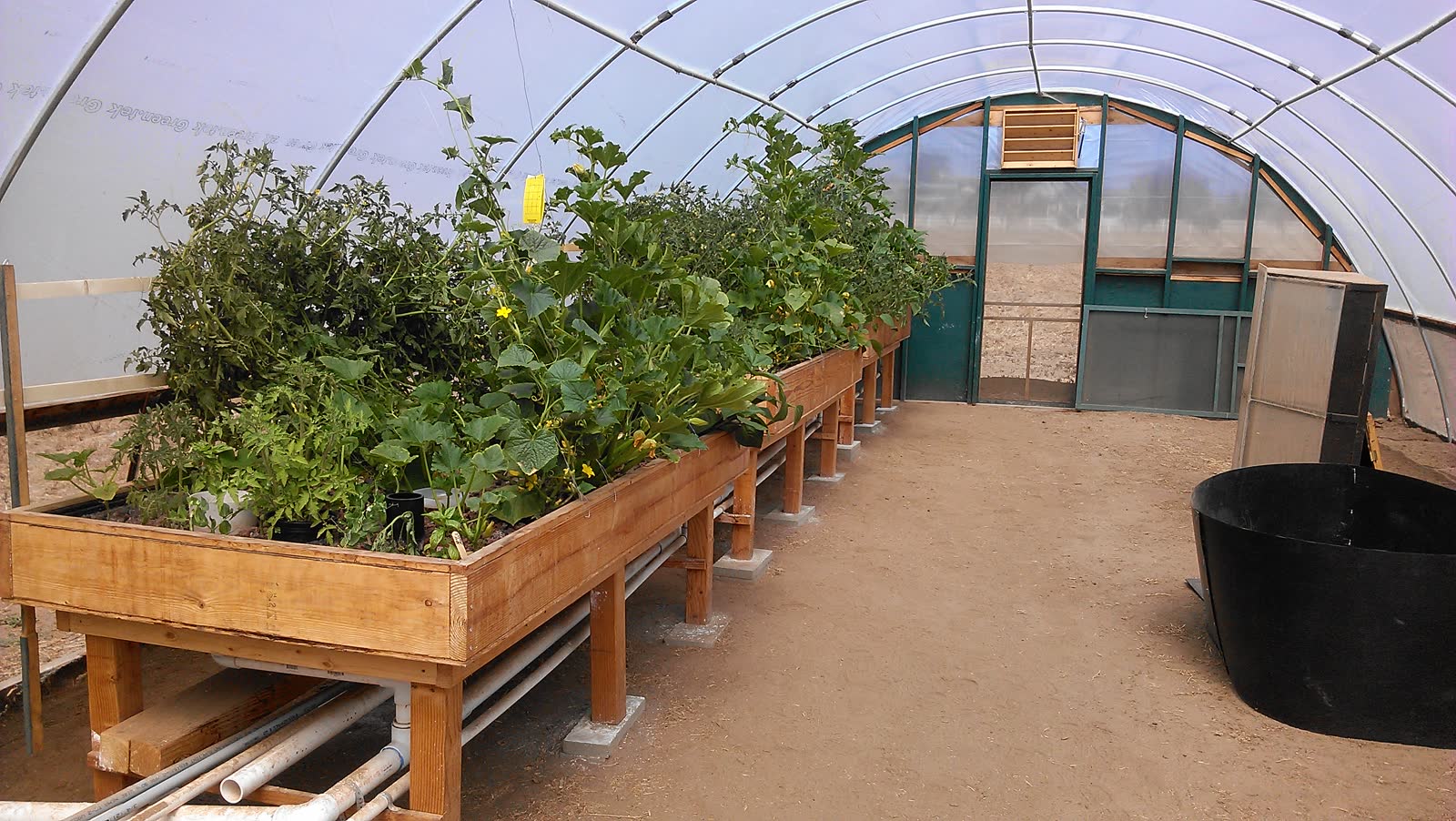 Looking down the length of the hoop house with the timber tables planted out and grown in, the green end wall and door at the far end.