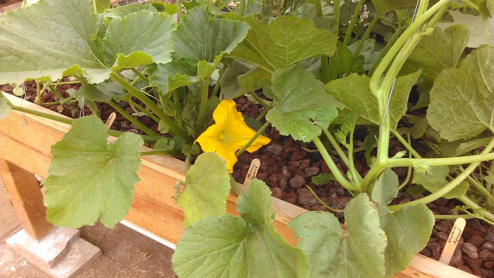 Cucumber plants sprawling across a timber raised bed of red lava rock inside the hoop house, an open yellow flower among the leaves.