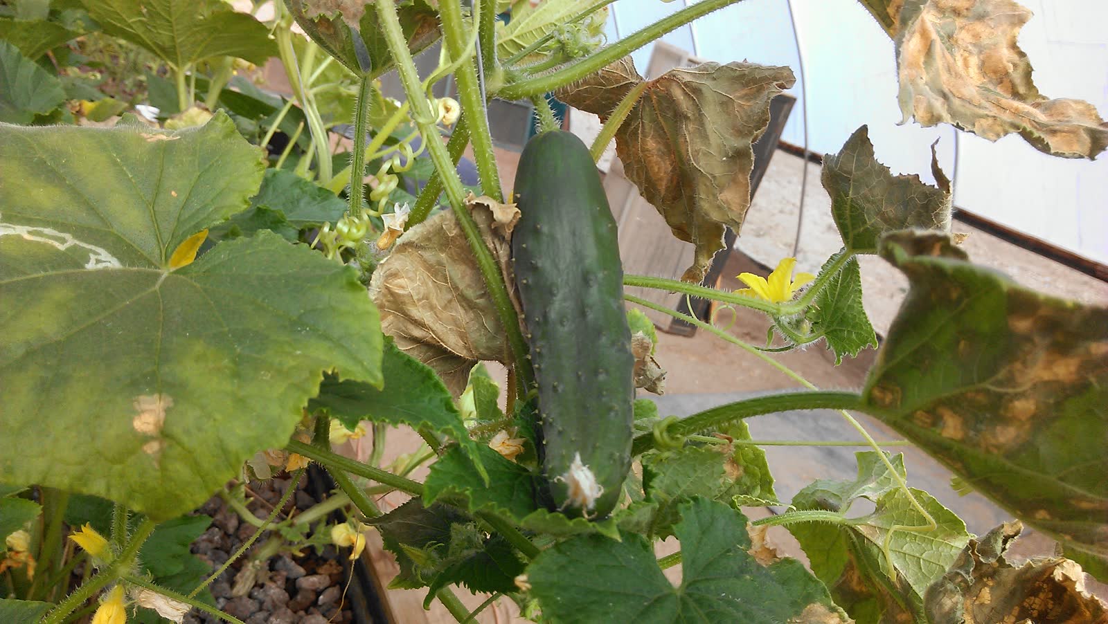 A full sized cucumber hanging on the vine under broad leaves inside the hoop house, the lava rock bed below it.