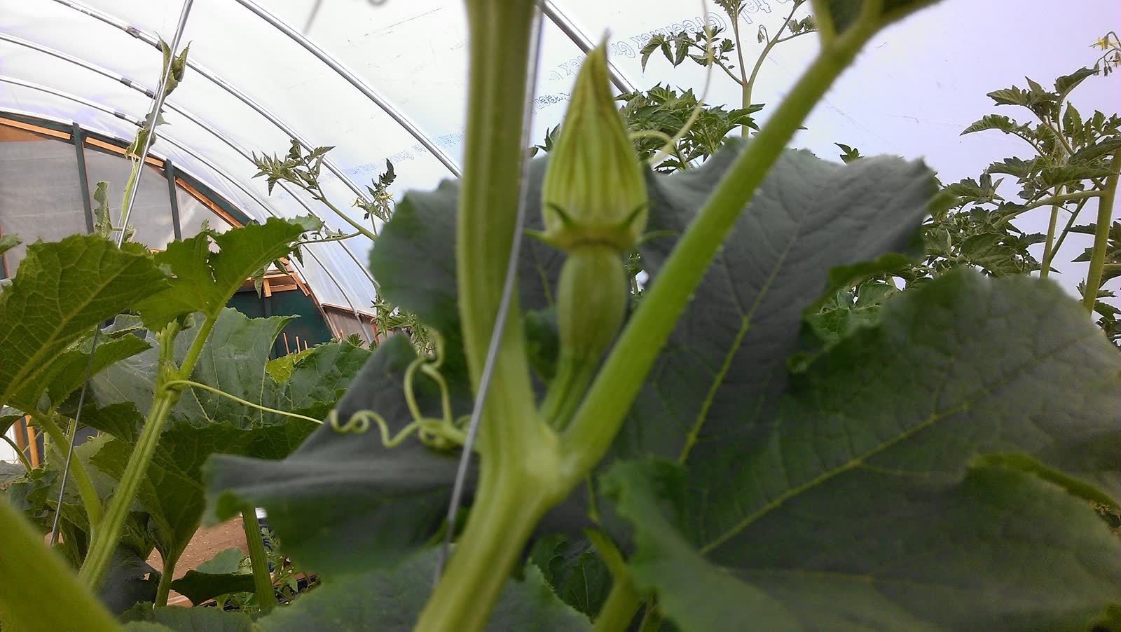 A cucumber vine with curling tendrils climbing inside the hoop house, lit through the white plastic, tomato plants behind it.