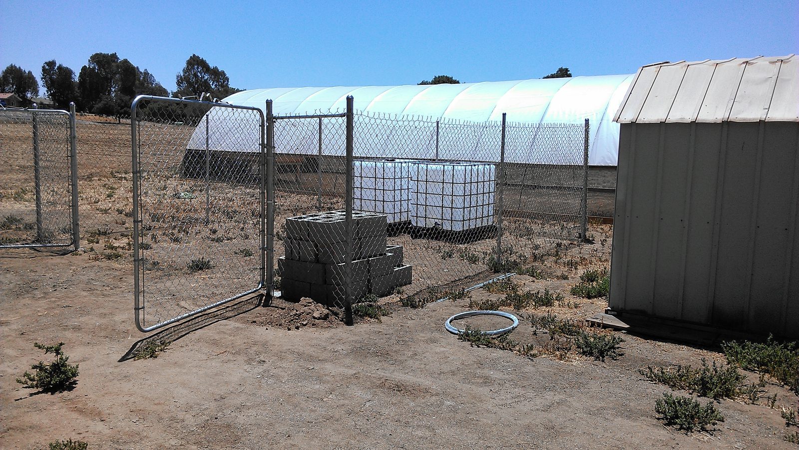The finished hoop house and metal shed seen across the fenced yard.