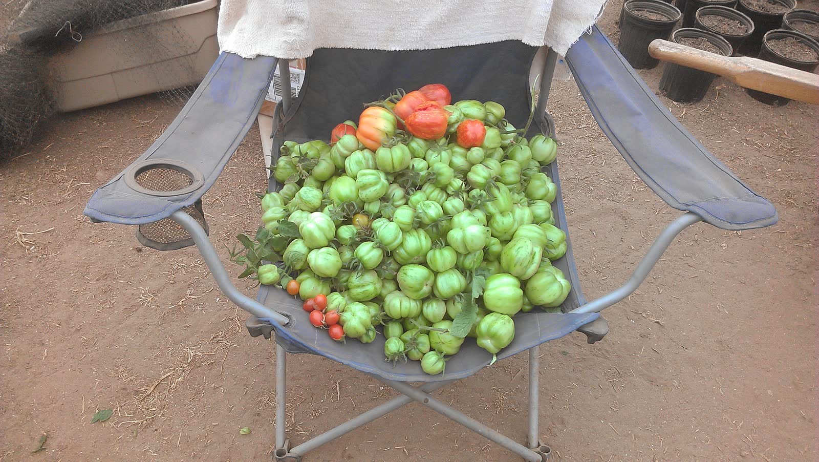 A folding camping chair piled high with green and just reddening tomatoes, standing on the dirt beside the hoop house.