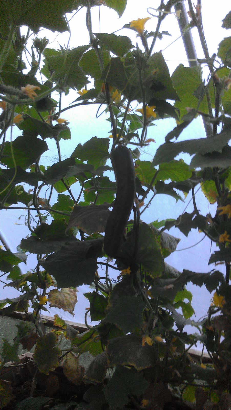 A mature cucumber hanging on the vine among the leaves, ready to cut.