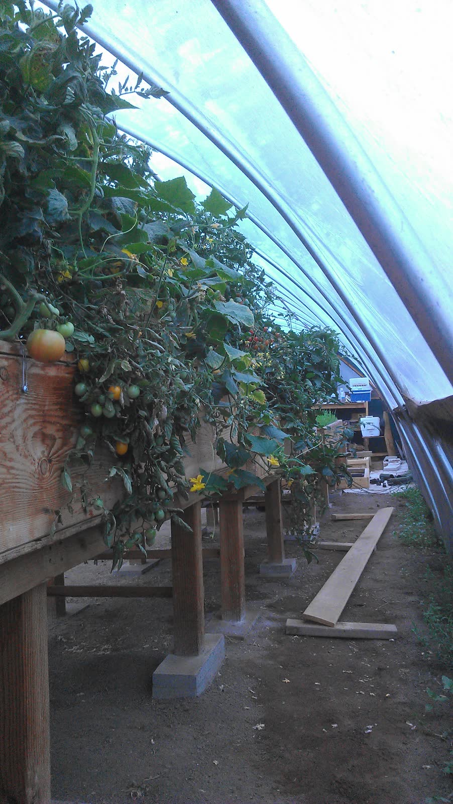 Tomato plants heavy with fruit growing along the timber tables inside the hoop house.