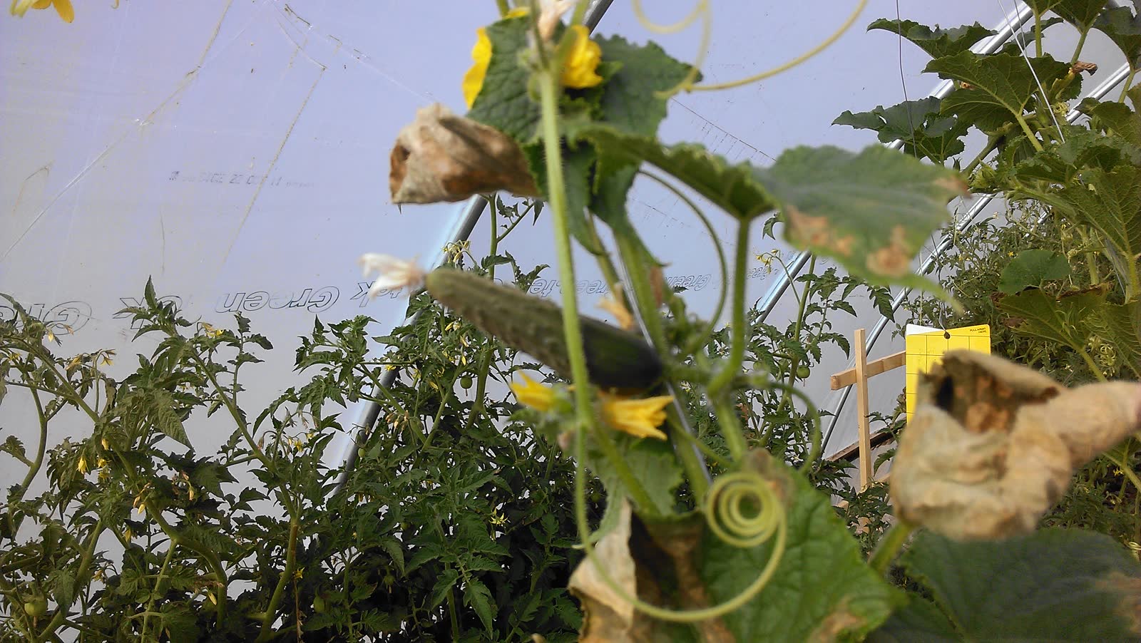 Cucumber vines with open yellow flowers and curling tendrils inside the hoop house, tomato plants behind them.