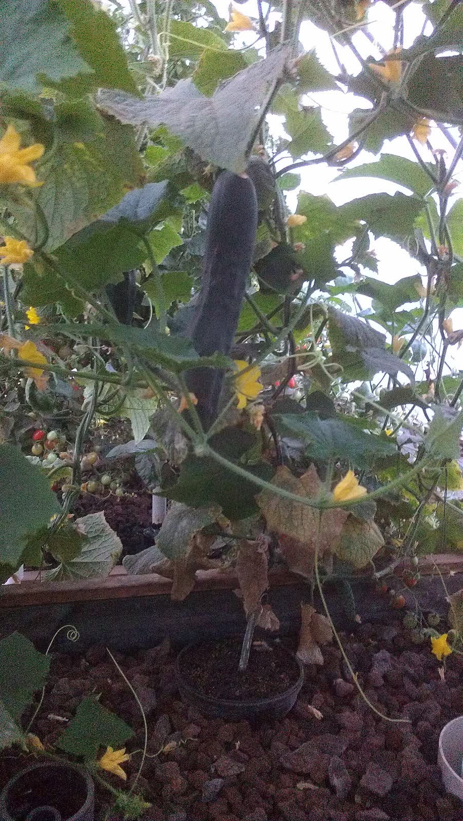 A cucumber hanging on the vine with open yellow flowers around it, the red lava rock of the grow bed behind.