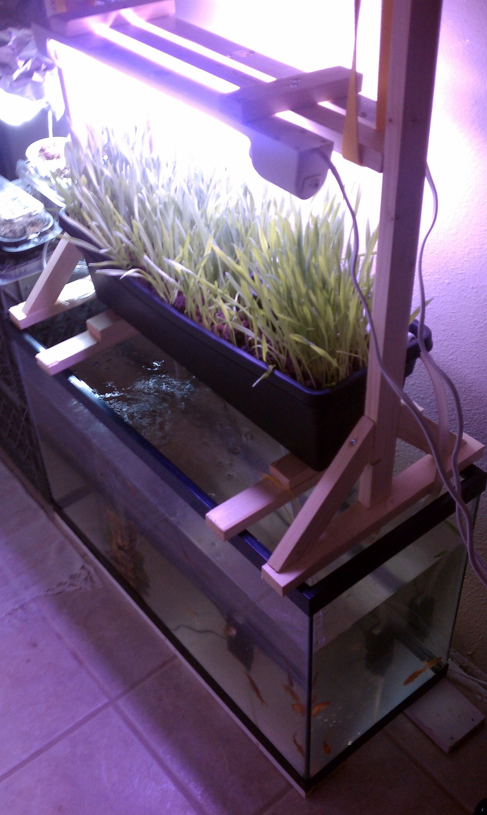 A home-built growing rig in a storage room: a glass tank of goldfish with a shop-made timber frame over it carrying a tray of grass under LED lights.