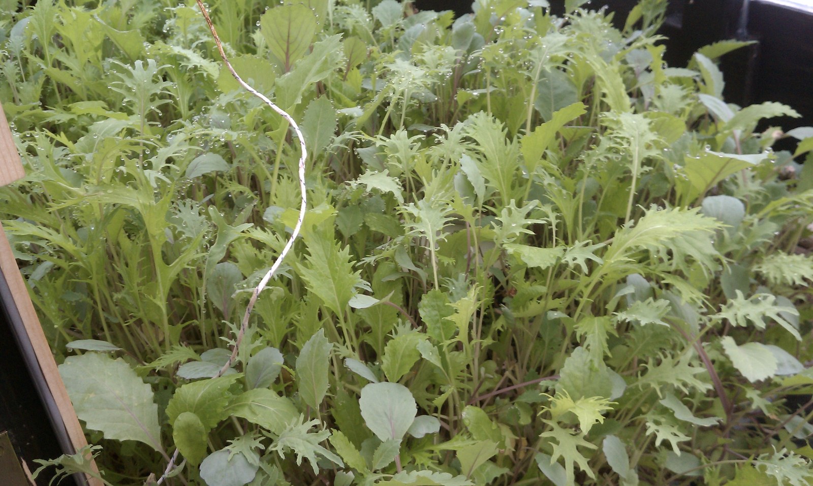 A bed packed edge to edge with mixed young greens, water beaded on the leaves.